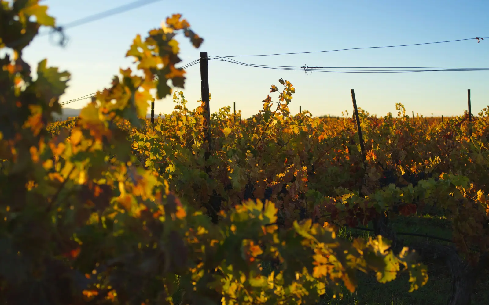 Viñedos de Napa, California, bajo la luz cálida del atardecer